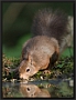 Eekhoorn, Red Squirrel, Sciurus vulgaris Location: Hof van Twente, the Netherlands eekhoorn staand MG 0629 kopie